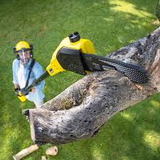 Best Hazardous Tree Removal  in Enterprise, NV