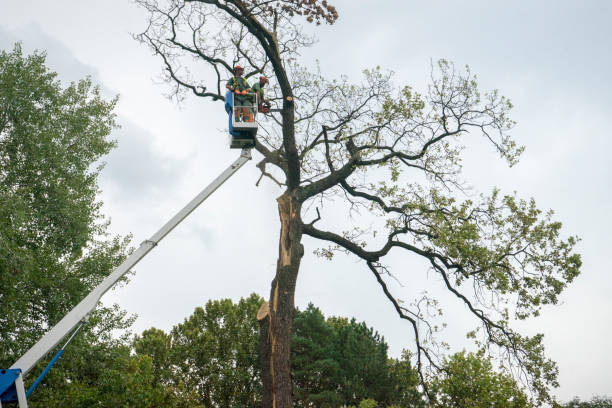 Best Tree and Shrub Care  in Enterprise, NV