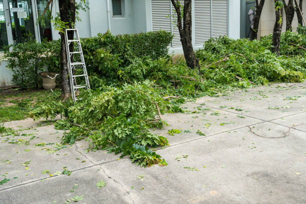 Best Utility Line Clearance  in Enterprise, NV