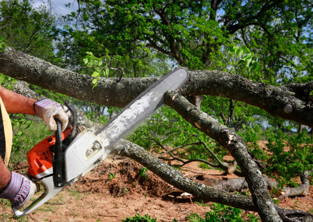 Best Tree Trimming and Pruning  in Enterprise, NV